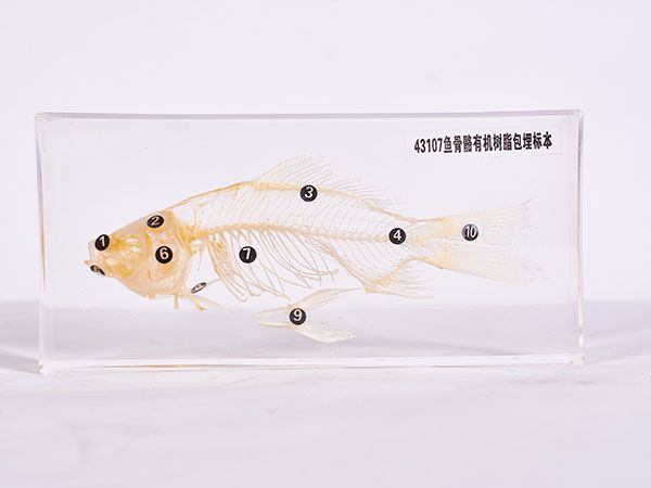 魚骨骼標(biāo)本（包埋）