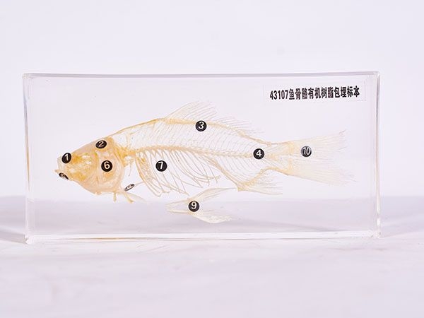 魚骨骼標(biāo)本（包埋）