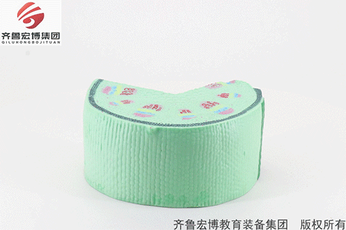 雙子葉模型